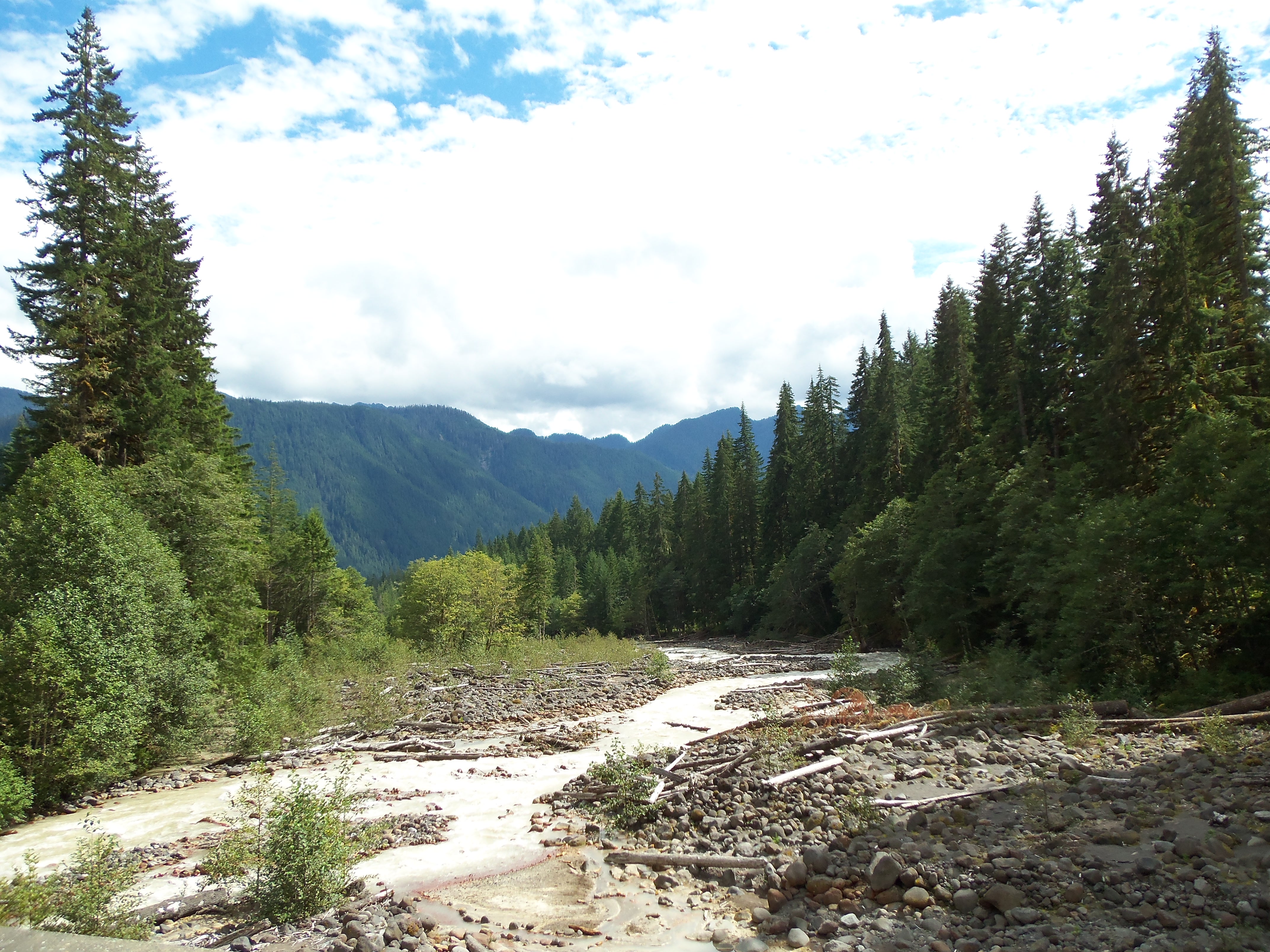 A mountain stream winding through evergreen forest